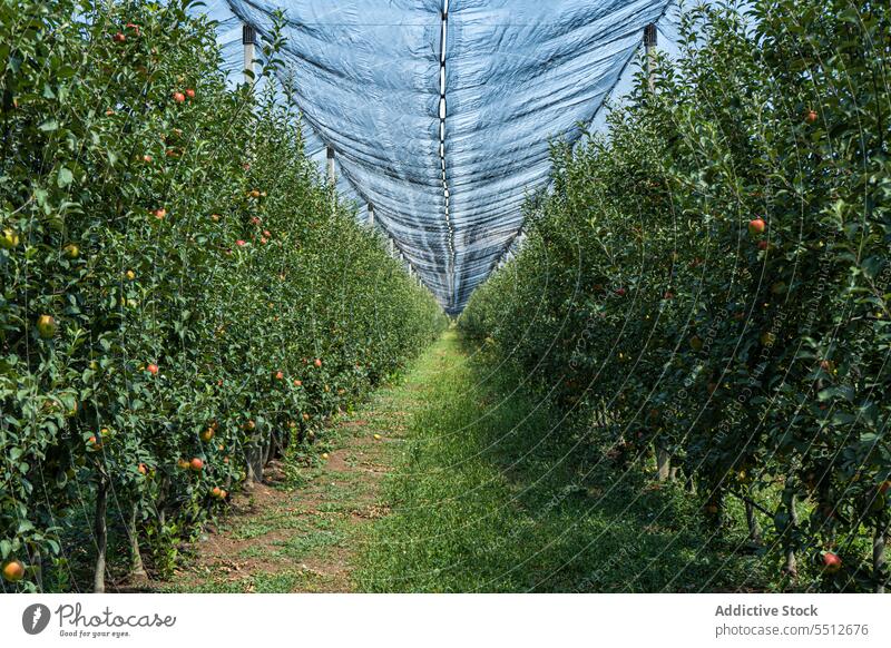 Gut organisierte Obstplantage Ackerbau Apfel Gala Garten grün Ernte Ernten Gesundheit Art Blätter natürlich Natur Obstgarten organisch roh rot reif Saison