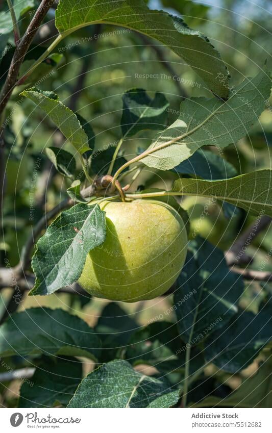 Apfelsorte Granny Smith Ackerbau Ernte Garten grün Ernten Gesundheit Blätter Obstgarten organisch roh reif Saison saisonbedingt Sommer geschmackvoll Baum unreif