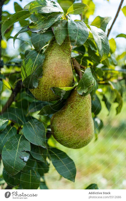 Unreife Birnen an den Bäumen Ackerbau Herbst herbstlich Garten grün Ernte natürlich Natur Obstgarten im Freien Sommer Baum unreif abholen Frucht Landschaft