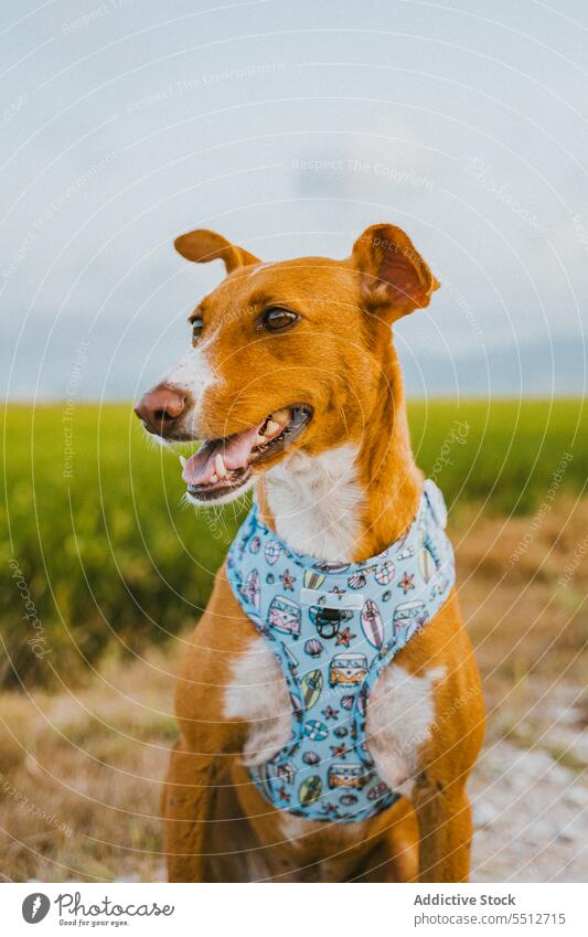 Charmanter Hund im Feld Reis bezaubernd niedlich Tier Haustier Eckzahn Porträt Säugetier Natur Gras heimisch schön Stammbaum Wiese Reinrassig lieblich