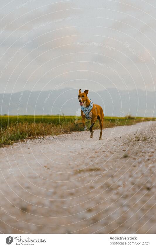 Brauner Hund im Feld beim Laufen Natur rennen Tier braun Eckzahn Säugetier niedlich heimisch Haustier ländlich lieblich einsam bezaubernd Spaß allein lustig