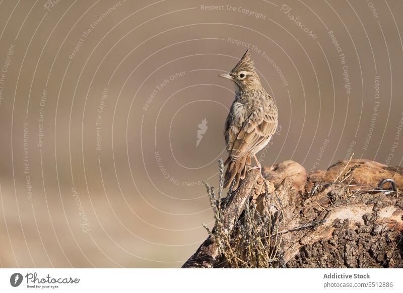 Kleiner Vogel sitzt auf einem Baumstamm Stoßzähne Buschwindröschen Natur Tier Fauna niedlich Tierwelt Gefieder Wirbeltier Brust Migration klein allein wild