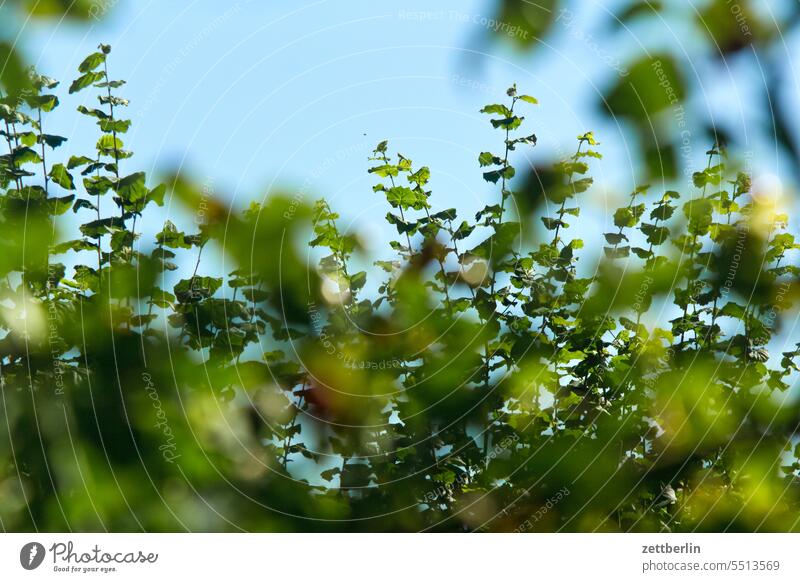 Unscharfe Rosenblätter, scharfe Haselnussblätter abend ast baum dämmerung erholung ferien garten hecke himmel kleingarten kleingartenkolonie menschenleer