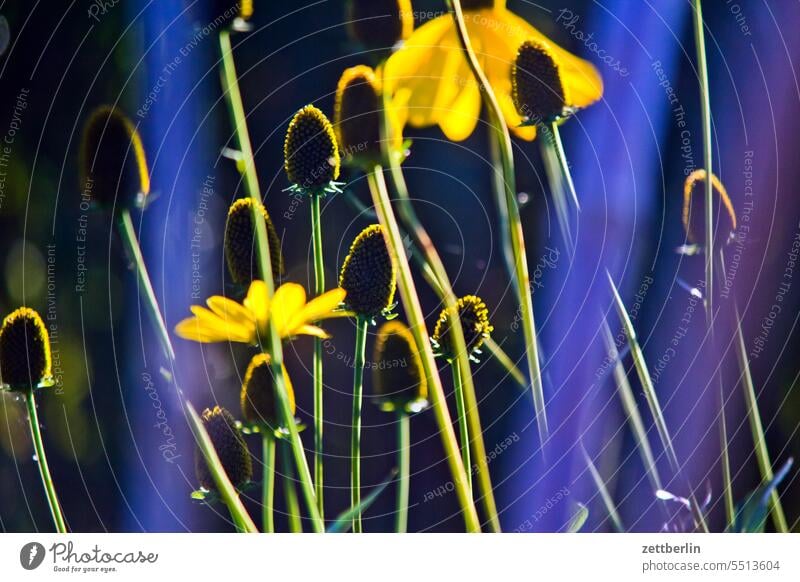 Halb verwelkte Blumen abend blühen blüte dunkel dämmerung erholung ferien garten hecke himmel kleingarten kleingartenkolonie knospe korbblütler menschenleer