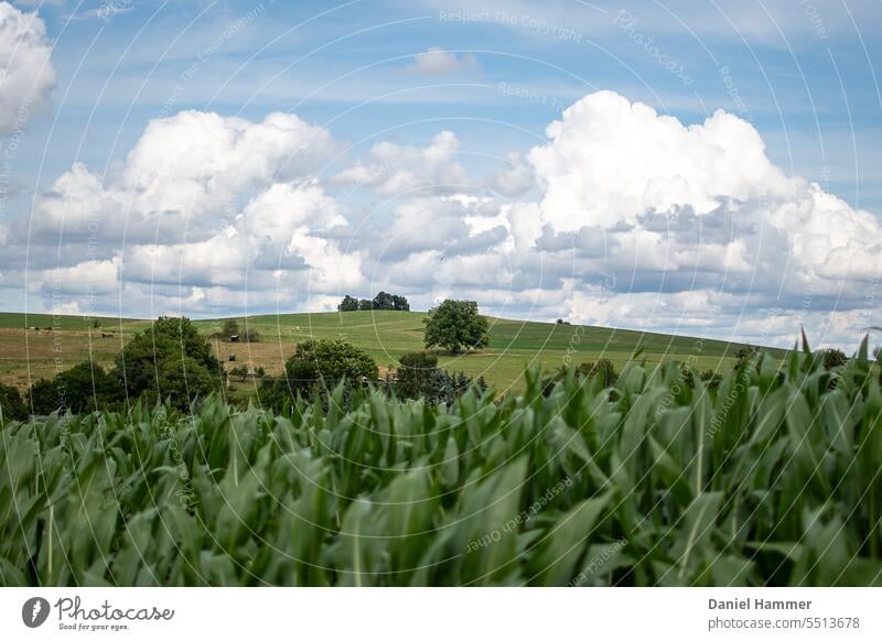 Maisfeld im Vordergrund, im Hintergrund Hügelland, grüne Wiesen / Weiden, vereinzelte Bäume, blauer Himmel mit Quellwolken. Sommer Feld Landwirtschaft Pflanze