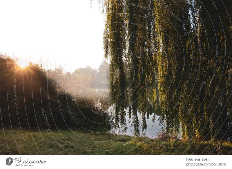 Morgens am See | Drinkje bej Inkje morgenlicht Morgenstimmung Seeufer Trauerweide Baum strauch Landschaft Natur Idylle Stimmung Sonnenlicht Sonnenstrahlen