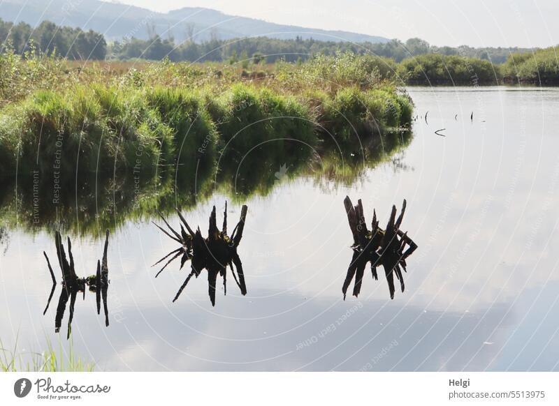 Moorsee mit abgestorbenen Baumstümpfen Baumstumpf Wasser Spiegelung Seeufer Pflanze Gras Natur Umwelt Landschaft Außenaufnahme Sumpf Reflexion & Spiegelung