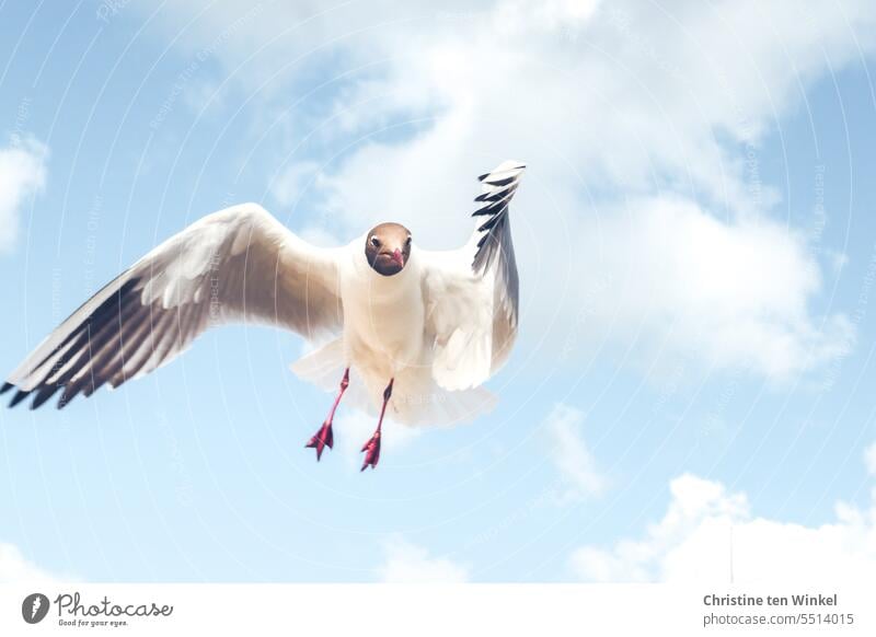 Her mit dem Fischbrötchen! Möwe fliegende Möwe hungrig hungrige Möwe Lachmöwe freche Möwe Vogel Himmel Flügel Freiheit Wolken blau Tier Wildtier frei wild