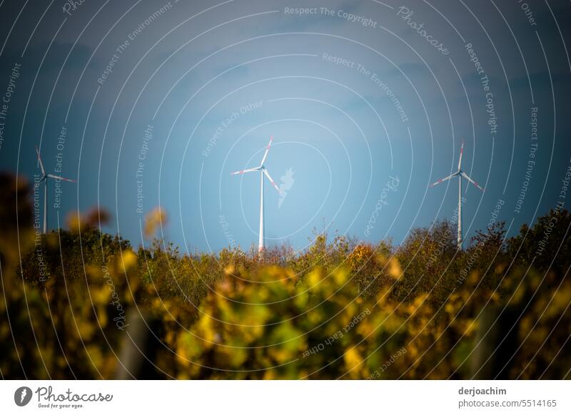 Natur und Technik Naturschutz Naturschutzgebiet natürlich Pflanze Menschenleer Außenaufnahme Umwelt Farbfoto Tag Landschaft windräder Idylle Sommer Himmel ruhig