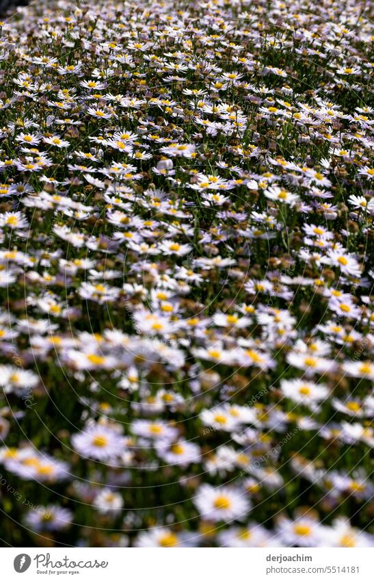 Gänseblümchen ohne Ende / Asteracae Gänseblümchen-Feld Sommer Natur gelb Nahaufnahme geblümt weiß schön Blüte Pflanze frisch hell natürlich Blütenblatt