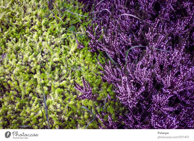 Heidekraut schön Sommer Garten Dekoration & Verzierung Natur Landschaft Pflanze Herbst Blume Gras Blüte Wiese natürlich wild grün rosa Farbe Bergheide purpur