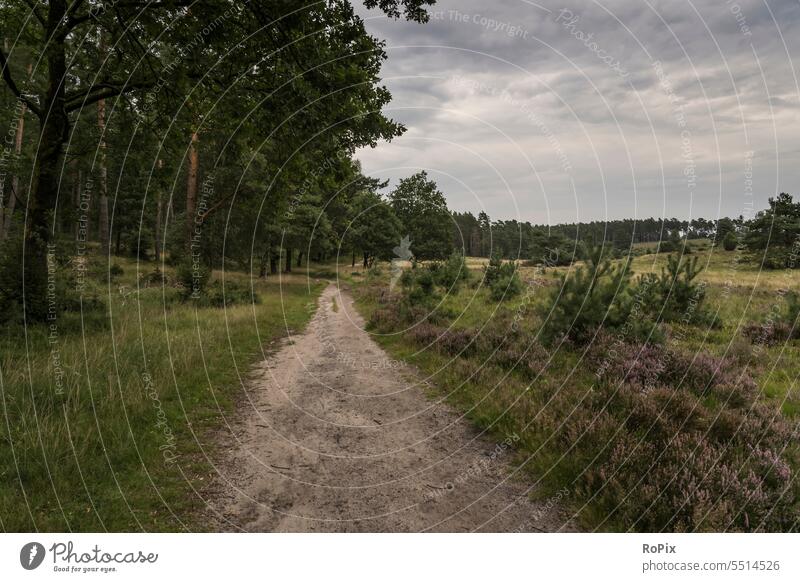 Wanderweg in der Wilseder Heide. landschaft lüneburg pfad pferd horse reiten reiter riding natur herbst winter jahreszeit witterung landscape schild