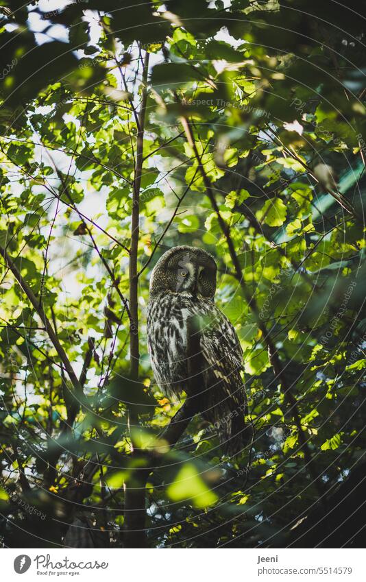 Achtsamkeit | Im Geäst wunderbare Tiere entdecken Baum Eule Vogel Zweige u. Äste sitzen Wildtier ruhig Greifvogel Natur Blick Tierporträt Außenaufnahme federn