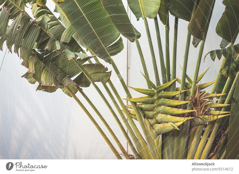 Nahaufnahme einer Strelitzia Palme Pflanze Pflanzenwelt Palmenblätter Strelitzie Strelitzienblüte grün flora Natur exotisch Blatt Palmenwedel