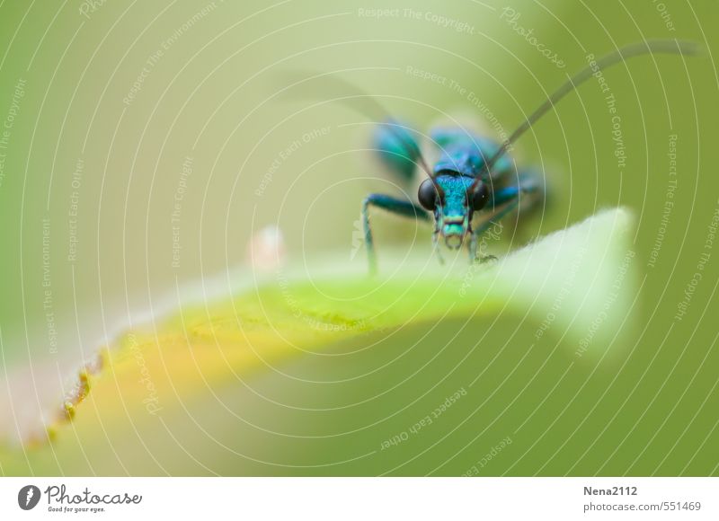 Punktsieg | Federgewichtler Gewinner Umwelt Natur Tier Luft Sommer Schönes Wetter Pflanze Blatt Garten Park Wiese Feld Wald Käfer Tiergesicht 1 hocken sitzen