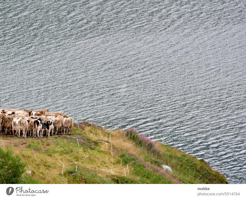 Weide mit Aussicht auf meer Kühe Wiese Natur Kuh Herde Rind grün Gras Landschaft Bauernhof See Küste Meer Umwelt ländlich Molkerei Feld Landwirtschaft Gebirge