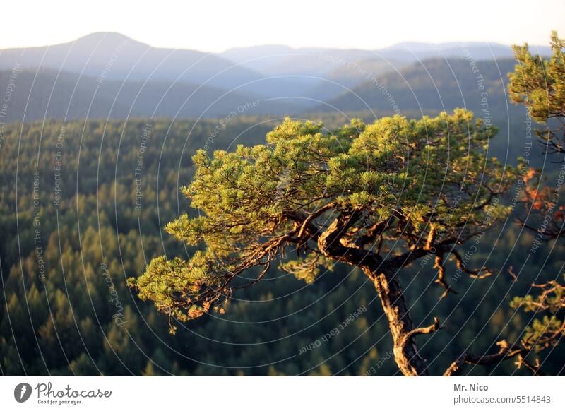 Pfälzer Wald Baum Rheinland-Pfalz Pfälzerwald Panorama (Aussicht) Ferien & Urlaub & Reisen Bergwelt Natur Berge u. Gebirge Umwelt Hügel Idylle Landschaft