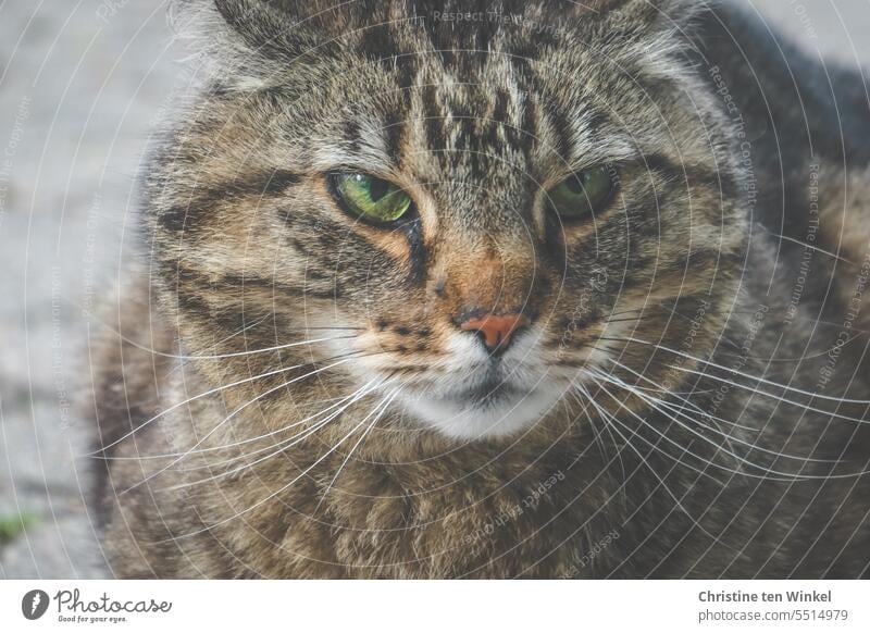 Katzenblick Hauskatze Fell Mietze Haustier ein Tier Tierportrait Tierporträt Freigänger Miezekatze Schmusekater Katzenaugen grüne Augen Kater niedlich