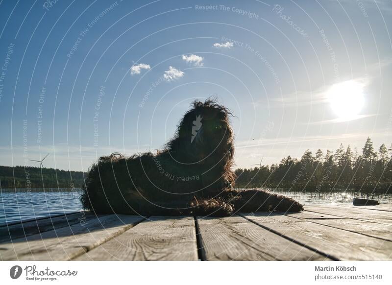 Goldendoodle-Hund auf einem Steg an einem See in Schweden. Natur in Skandinavien mit einem Haustier Golddödel Gekritzel F1B Welpe Pudel Golden Retriever