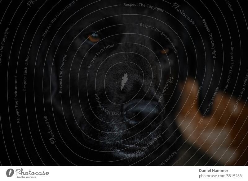Angehobener Kopf / Gesicht eines schwarzen Hundes mit dunkelbraunen Einschlag und braunen Augen. Die Schnauze ist leicht geöffnet und es befinden sich graue Haare an der Schnauze bis hin zur Nase. Der Blick des Hundes (Milo) ist traurig und treu.
