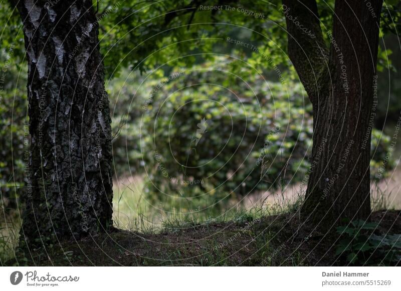 Zwei Laubbäume an den Seiten, die Mitte zweigt einen unscharfen Blick auf eine Strauch, im Hintergrund weitere belaubte Bäume. Baum Birke Hecke Rododendron Wald