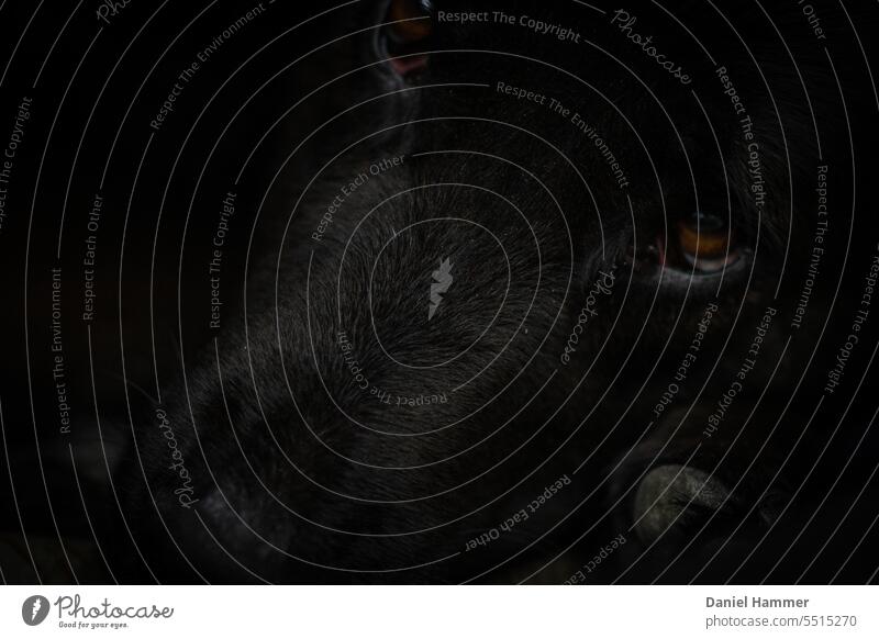 Kopf / Gesicht eines schwarzen Hundes mit dunkelbraunen Einschlag und braunen Augen. Der Kopf liegt auf seinen Pfoten. Tier Haustier Farbfoto Tierportrait