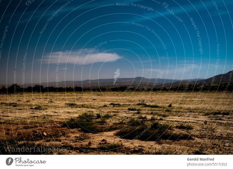 Landschaftliche Weite Marokkos Sahara Sand Afrika Düne Wüste Farbfoto Ferne Ferien & Urlaub & Reisen Wildnis im Freien Klima Pflanzen tropisch Bäume Natur