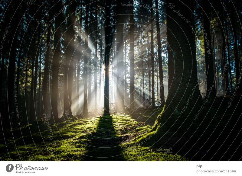 helligkeit interpolieren Umwelt Natur Sonnenlicht Herbst Schönes Wetter Nebel Baum Moos Baumstamm Moosteppich Fichte Fichtenwald Tanne Wald dunkel fantastisch