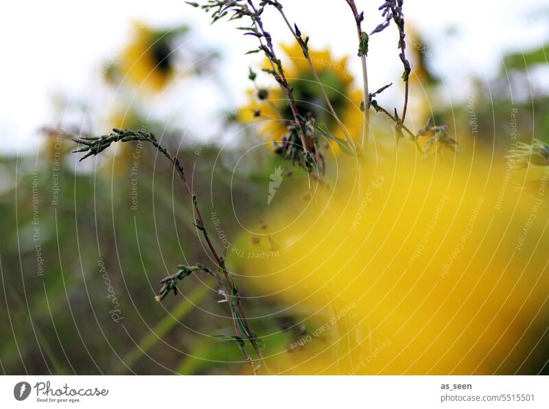 Sonnenblumen im Wind Herbst grün gelb Unschärfe Oktober September Natur Pflanze Außenaufnahme Farbfoto Blume Sommer Blüte Sonnenblumenfeld Blühend Feld