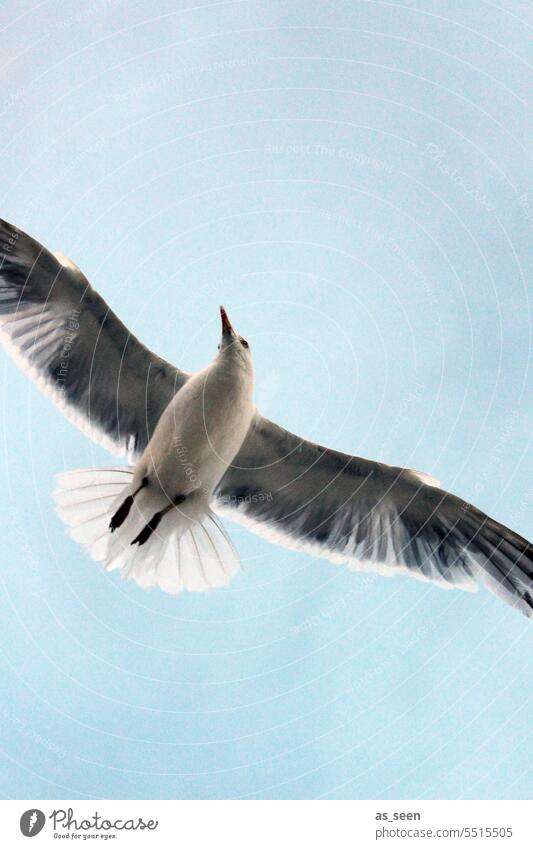 Möwe Möve Vogel Flügel Froschperspektive Vogelflug Schnabel Anschnitt Federn Himmerl Vogelschwanz Tier fliegen Himmel Natur Außenaufnahme Gefieder Tierwelt