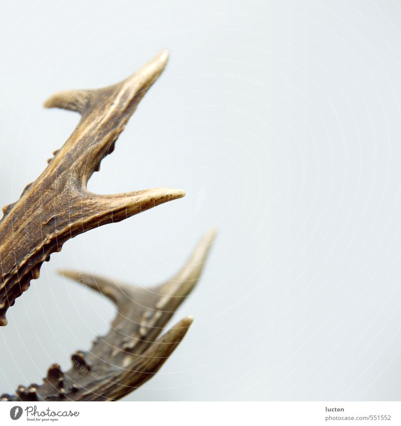 Geweih eines jungen Rehbocks vor grauen Hintergrund Jagd Natur Wald Tier Wildtier Totes Tier Sammlung Sammlerstück Trophäe Horn Häusliches Leben braun weiß