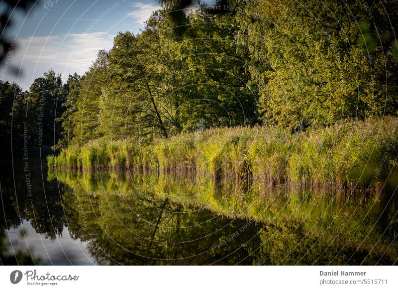 Baumreihe mit vorgelagertem Schilf am Ufer eines Teiches, fotografiert durch Laubumrandung . Blauer Himmel mit leichten Wolken und Spiegelung im Wasser. Wald