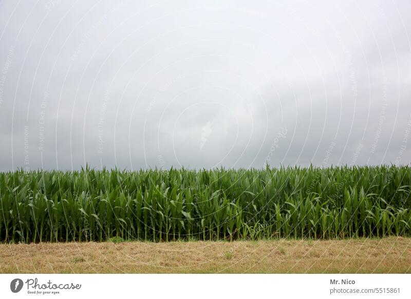 Maisfeld Feld Landwirtschaft Nutzpflanze Pflanze Ernährung ökologisch Umwelt Ernte Wachstum Lebensmittel Ackerbau grün Himmel Wolken Natur Bioprodukte