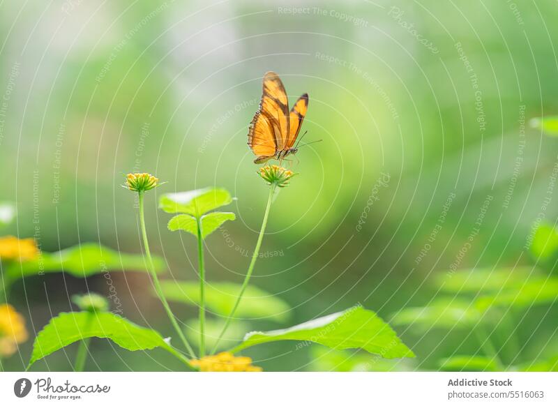 Gelber und brauner Schmetterling auf gelber Blume sitzend Blüte Pflanze Flora Flügel farbenfroh Lebensraum Blütezeit Wald Natur Insekt Pollen lebhaft hell