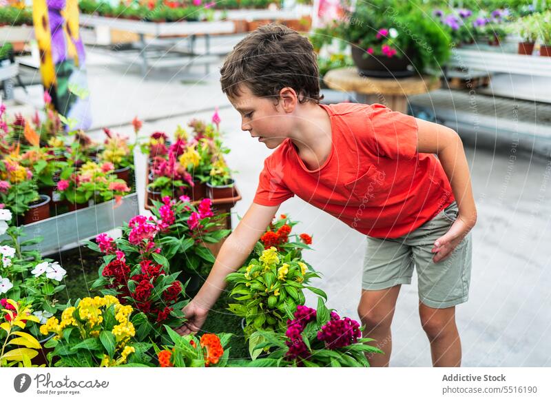 Niedlicher Junge steht und berührt blühende Topfpflanzen im Tageslicht Kind Pflanze Gartenbau eingetopft Flora grün Blume Sommer Gewächshaus bezaubernd