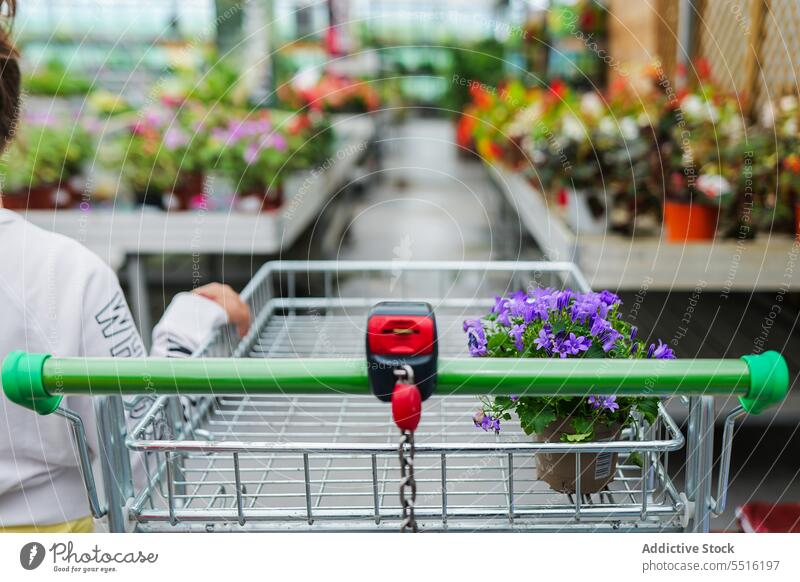 Trolley mit lila Blumen grüne Blätter Pflanze Kind Handwagen eingetopft Sommer Gewächshaus Wachstum Garten Gartenbau Botanik organisch vegetieren Kindheit Blatt