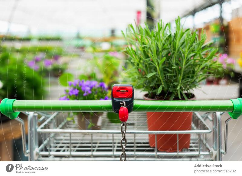 Topfpflanzen in einem Wagen im Gewächshaus Blume Pflanze Handwagen eingetopft Sommer Wachstum grün Garten Gartenbau Botanik organisch vegetieren Blatt Grün