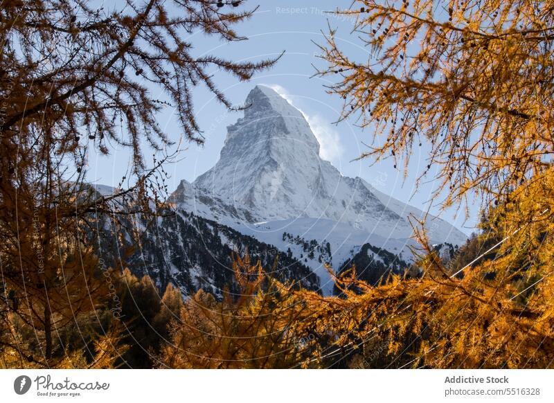 Bergkamm mit Bäumen unter blauem Himmel Berge u. Gebirge Schweiz Landschaft Wald Felsen Baum Natur nadelhaltig Blauer Himmel Tal Ambitus Hochland majestätisch