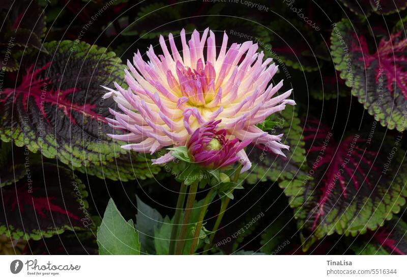 Dahlie inmitten von Buntnesseln Blume Blüte Pflanze Natur rosa gelb pink schön Garten Außenaufnahme Farbfoto Nahaufnahme Makroaufnahme Detailaufnahme