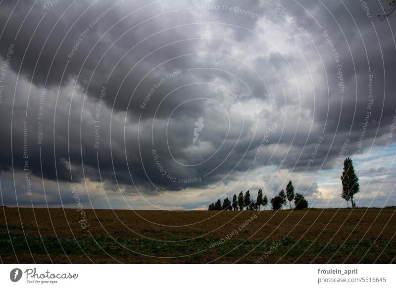 Ach guck, ein Wölkchen | graue Regenwolken über einem Feld mit Baumreihe Wetter Regenwetter schlechtes Wetter Natur Klima Himmel Unwetter Wolken Sturm