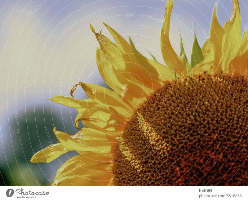 ein viertel Sonnenblume mit züngelnden flammenarteigen Blütenblättern Blütenblatt gelb Blühend schön Nutzpflanze farbenfroh hell Sonnenlicht Pflanze Blume Feld