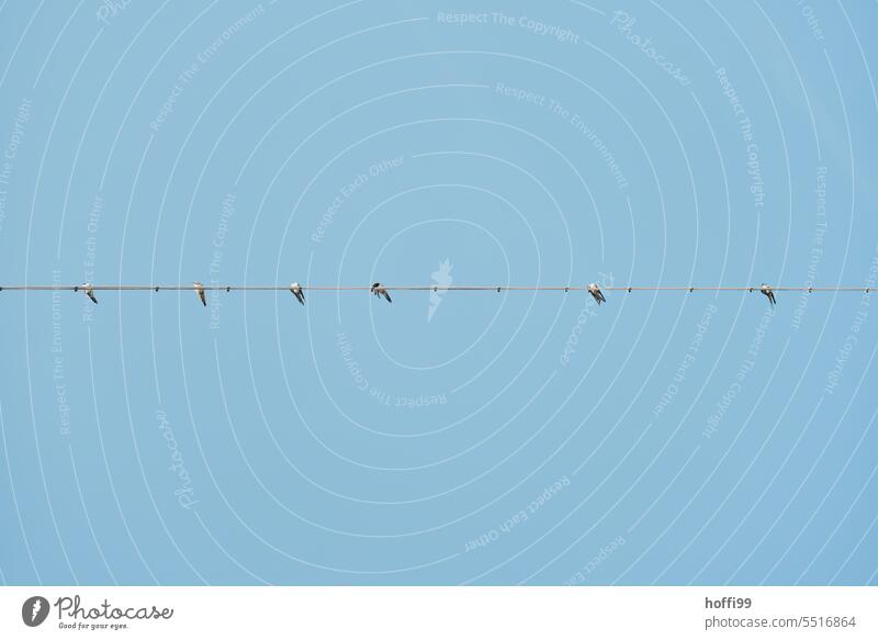 Minimalistische Ansicht von Schwalben auf einer Oberleitung vor einem blauen Himmel Zugvogel Blauer Himmel Vogelzug Linie Minimalismus minimalistisch Flügel