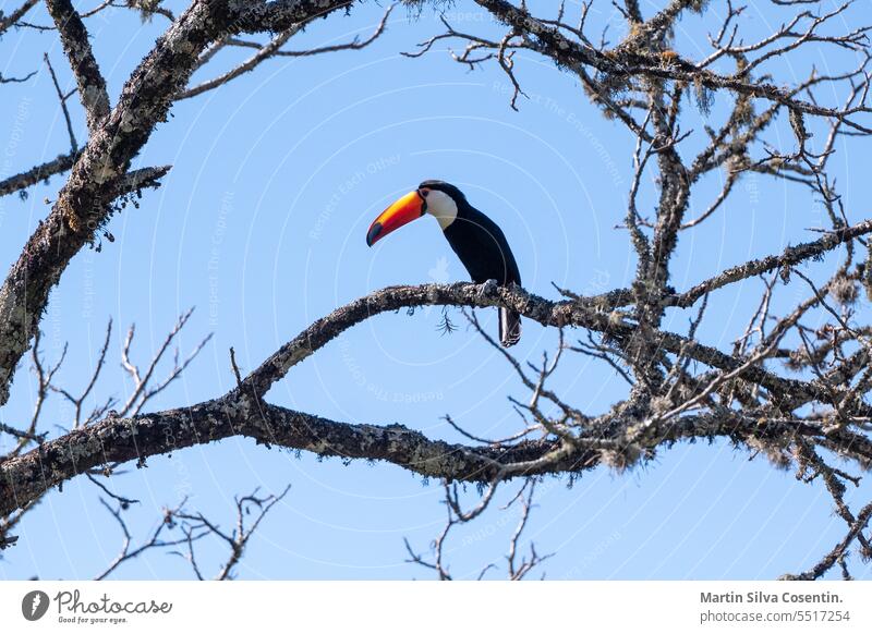 Tukan in einem Avocadobaum in Jujuy, Argentinien Amazonas amerika Tier Voliere Schnabel schön Schönheit Vogel schwarz blau Brasilien hell Klima Farbe farbig Öko