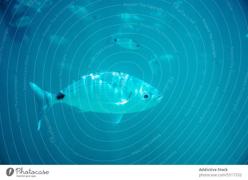 Fisch schwimmt im blauen Meer MEER tief unter Wasser Sauberkeit Seebrasse aqua Korallen Gesäß Lebensraum durchsichtig übersichtlich tropisch Kreatur