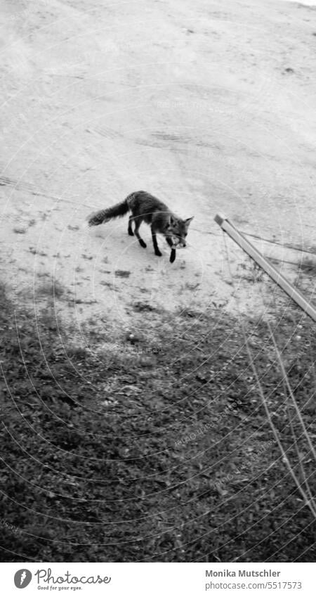 Fuchs mit Beute Tier Wildtier Natur Außenaufnahme Menschenleer wild niedlich Blick grün Tierporträt Tag Fleischfresser Säugetier Tierwelt Raubtier Rotfuchs