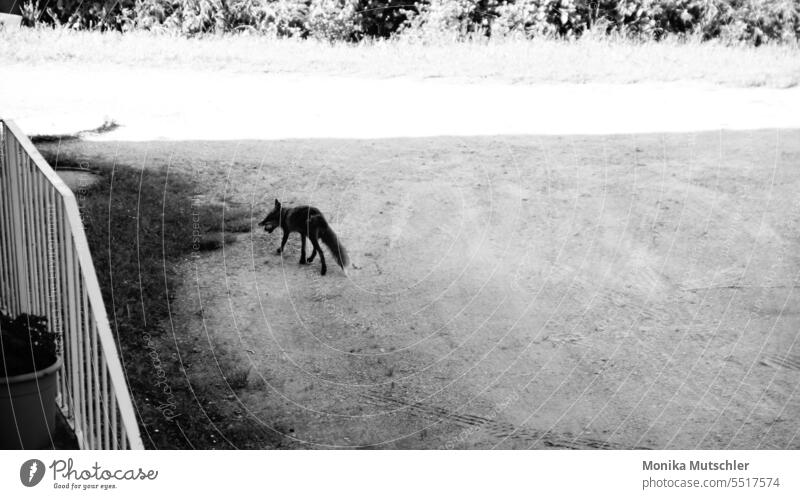 Füchslein Fuchs Tier Wildtier Natur Außenaufnahme Menschenleer wild niedlich Blick grün Tierporträt Tag Fleischfresser Säugetier Tierwelt Raubtier Rotfuchs