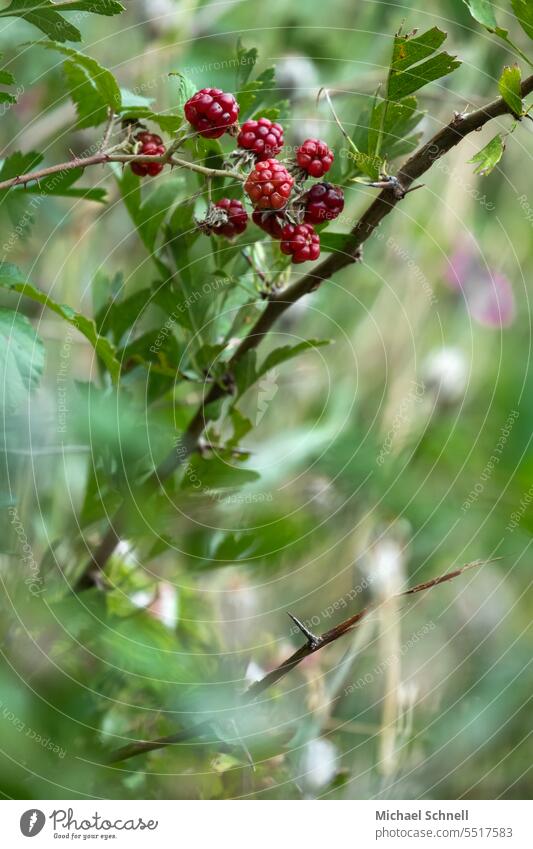 Brombeeren im Gestrüpp Beeren Beerensträucher Beerenstrauch lecker unreif Natur Frucht rot Sträucher