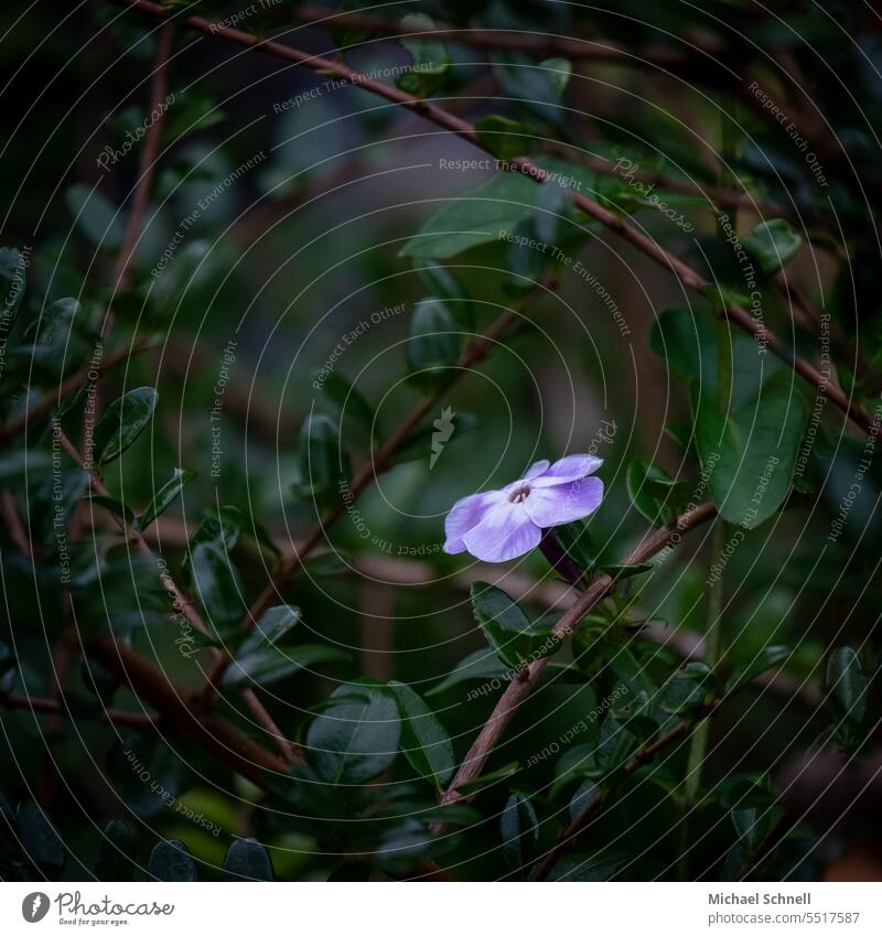 Kleine helle Blüte in dunkler Umgebung dunkel hell und dunkel Kontrast Kontrastreich Schatten Licht Licht und Schatten Licht und Schattenspiel zart stark