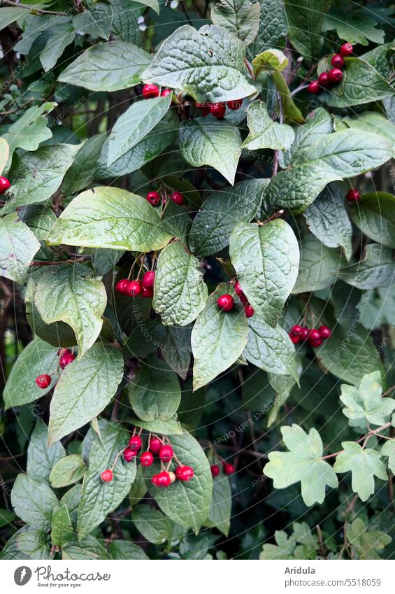 Amselbrotbaum mit roten Beeren Hecke Garten Vogelfütter Strauch Blätter Natur Pflanze Herbst Frucht grün Beerensträucher Blatt