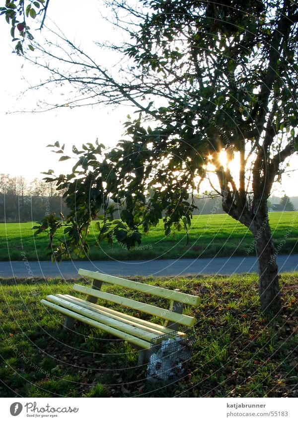 Einsam im Abendrot Parkbank Baum Sonnenuntergang Fußweg Bank Spaziergang